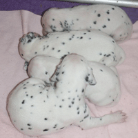 dalmatier puppy