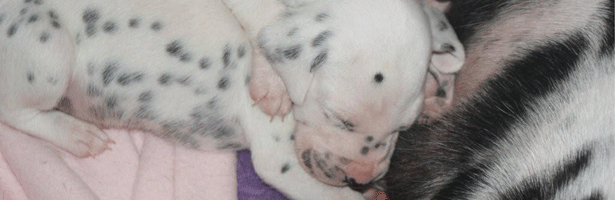 dalmatier puppy