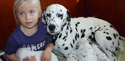 dalmatier puppy