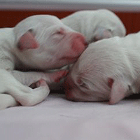 Dalmatier Puppy