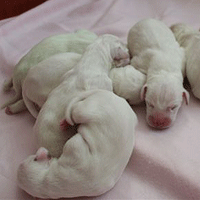 Dalmatier Puppy