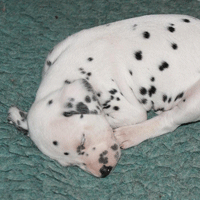 dalmatier puppy