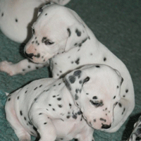 dalmatier puppy