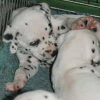 dalmatier puppy