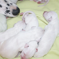 dalmatier puppy