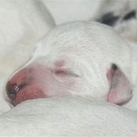 dalmatier puppy