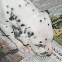 dalmatier puppy