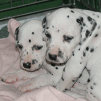 dalmatier puppy