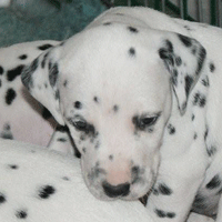 dalmatier puppy