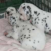 dalmatier puppy