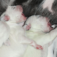 dalmatier puppy