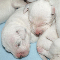 dalmatier puppy