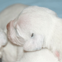 dalmatier puppy