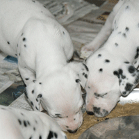 dalmatier puppy
