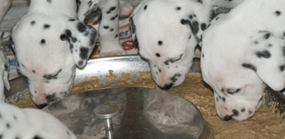 dalmatier puppy