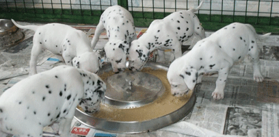 dalmatier puppy