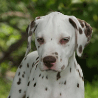 Puppy