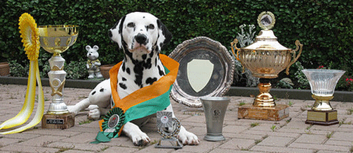 Ranonkel Best In Show