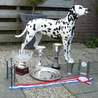 dalmatier Yenthe